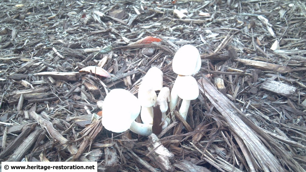 What are these little black spots on my house? Heritage